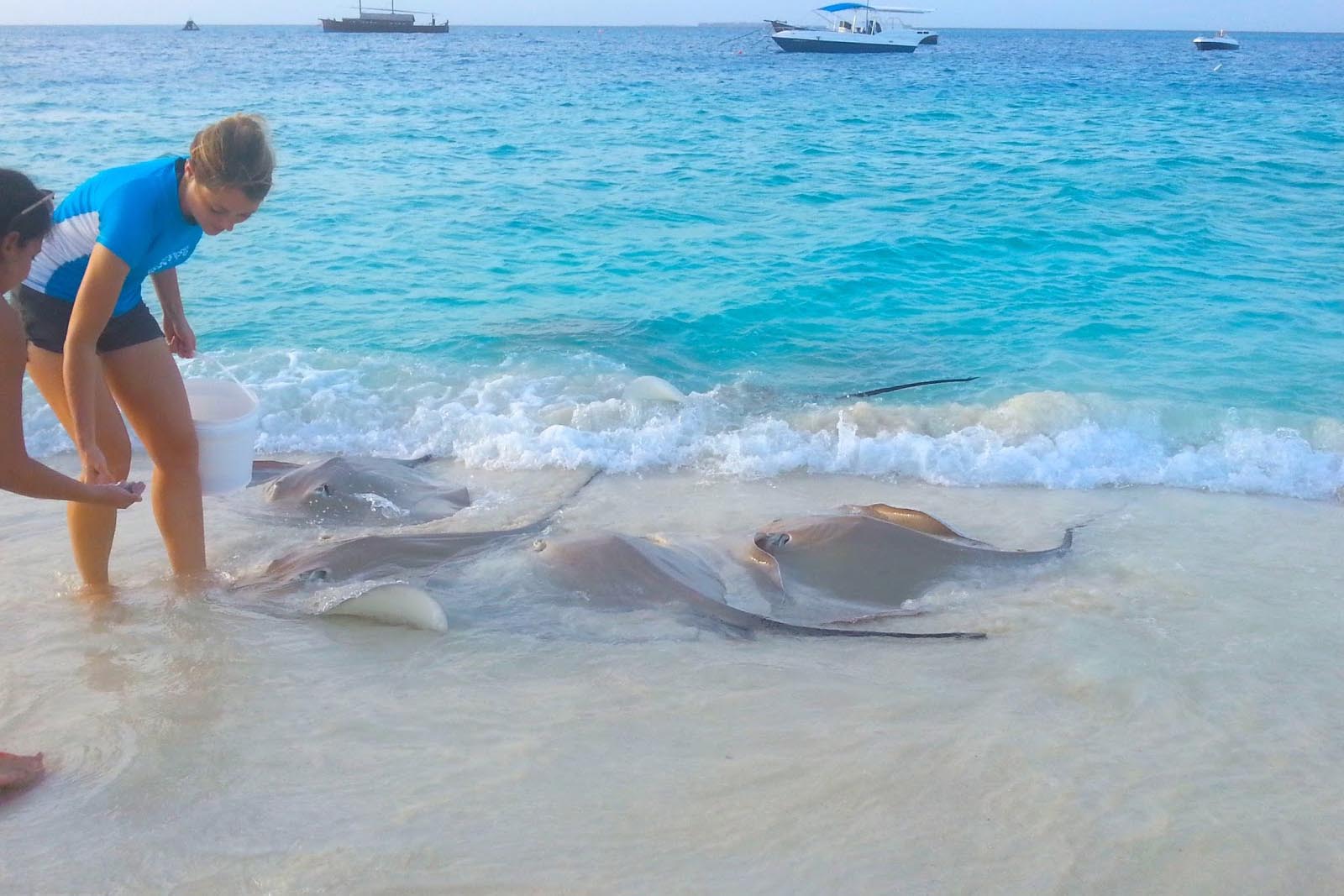 Feeding Stingray